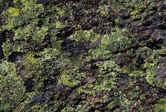 Green lichen on rock