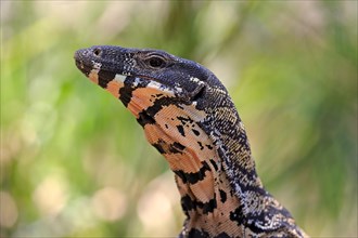 Lace monitor a