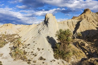 Bare ridges of eroded sandstone and palm trees in the Tabernas Desert