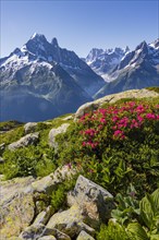 Alpine roses on a mountain slope