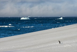 Little gentoo penguin walking on a glacier