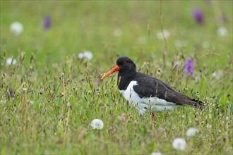 Eurasian oystercatcher