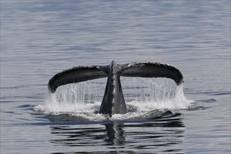 Descending humpback whale
