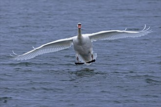 Mute swan
