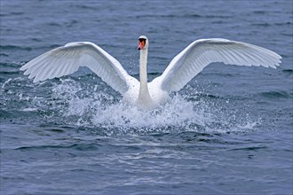 Mute swan