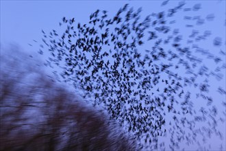 Western jackdaws