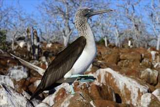 Courting Blue-footed booby