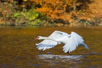 Mute swan