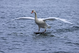 Mute swan