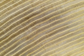 Bales of straw and abstract patterns in cornfield after wheat harvest