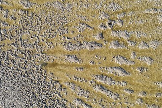 Saline soil near the saltworks at Almadraba de Monteleva