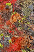 Colourful lichens on rock