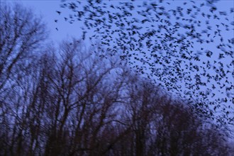 Western jackdaws