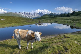 Cows on the alpine pasture