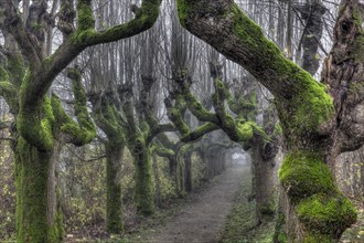 Avenue of gnarled and mossy plane trees