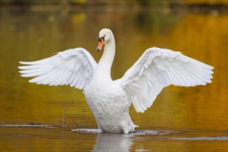 Mute swan