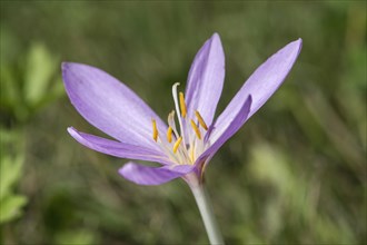 Meadow saffron