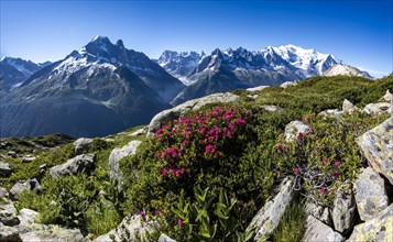 Alpine roses on a mountain slope