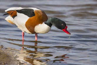 Common shelduck