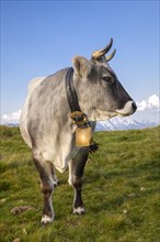 Cow on the mountain pasture