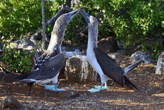 Mating Blue-footed Boobies