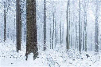 Natural forest in winter with snow and hoarfrost
