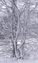 Tree trunks in the snow