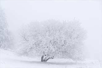 Snowy and icy tree