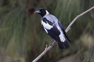 Australian magpie