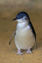 Little penguin