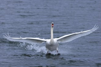 Mute swan
