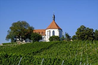 Vineyard with Church of the Protection of the Virgin Mary at Vogelsburg Monastery