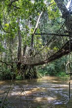 Hand made vine bridge in the Unesco world heritage sight Dzanga-Sangha Park Central African Republic