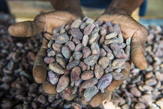 Woman holding cocoa beans in ther hands