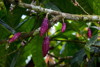 Young cocoa beans
