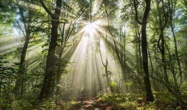 Light-flooded forest