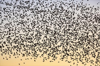 Countless starlings