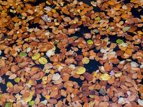 Colourful autumn leaves on water surface