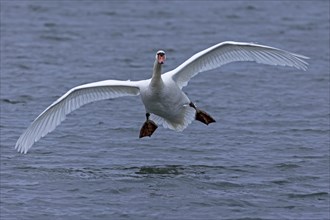 Mute swan