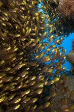 Shoal of Golden Glassfish
