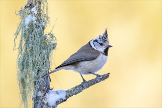 Crested tit