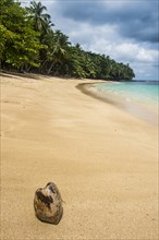 Coconut on Banana beach