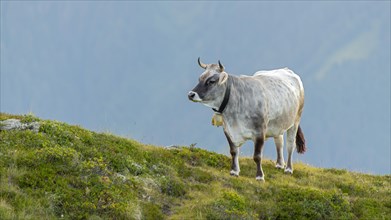 Cow on the mountain pasture