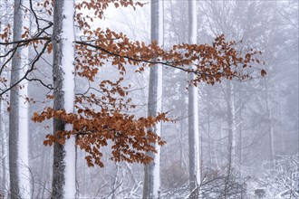 Beeches in the snow