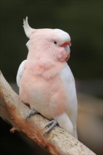 Inca cockatoo