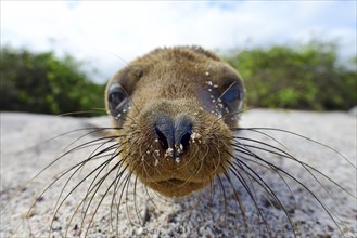 Young Galapagos sea lion