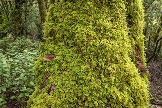 Moss cushion on tree trunk