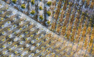 Abstract patterns of cultivated olive trees