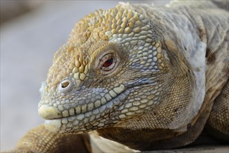 Druze head or Galapagos land iguana