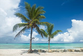 Palm trees in the beautiful lagoon of Funafuti